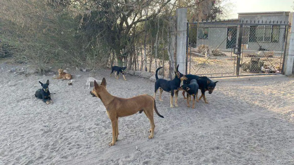 Perros callejeros en Comondú