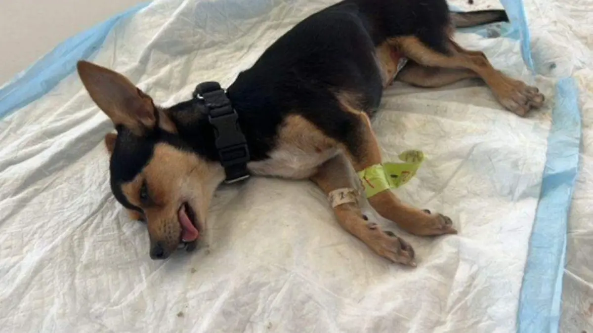 Esterilización Los Cabos