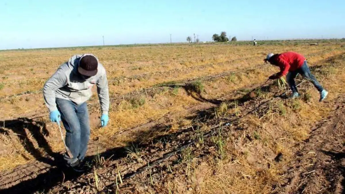 Golpes de calor en el sector agrícola