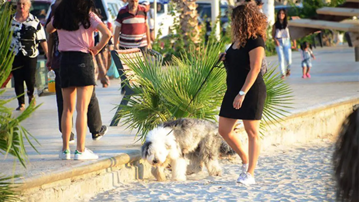 Perro Malecon