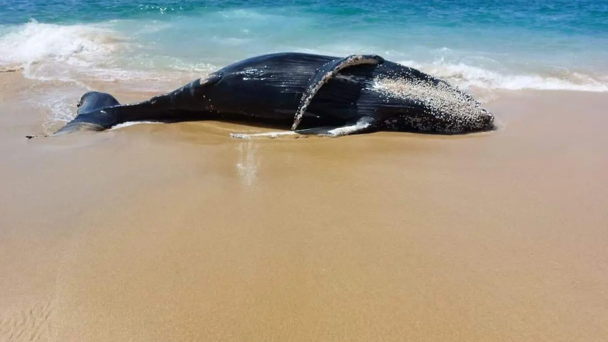 Ballenato varado sin vida en Los Cabos