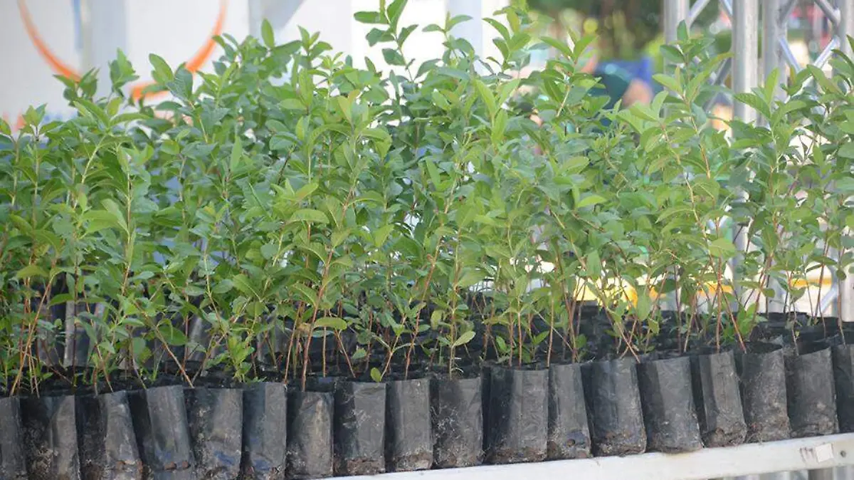 árboles