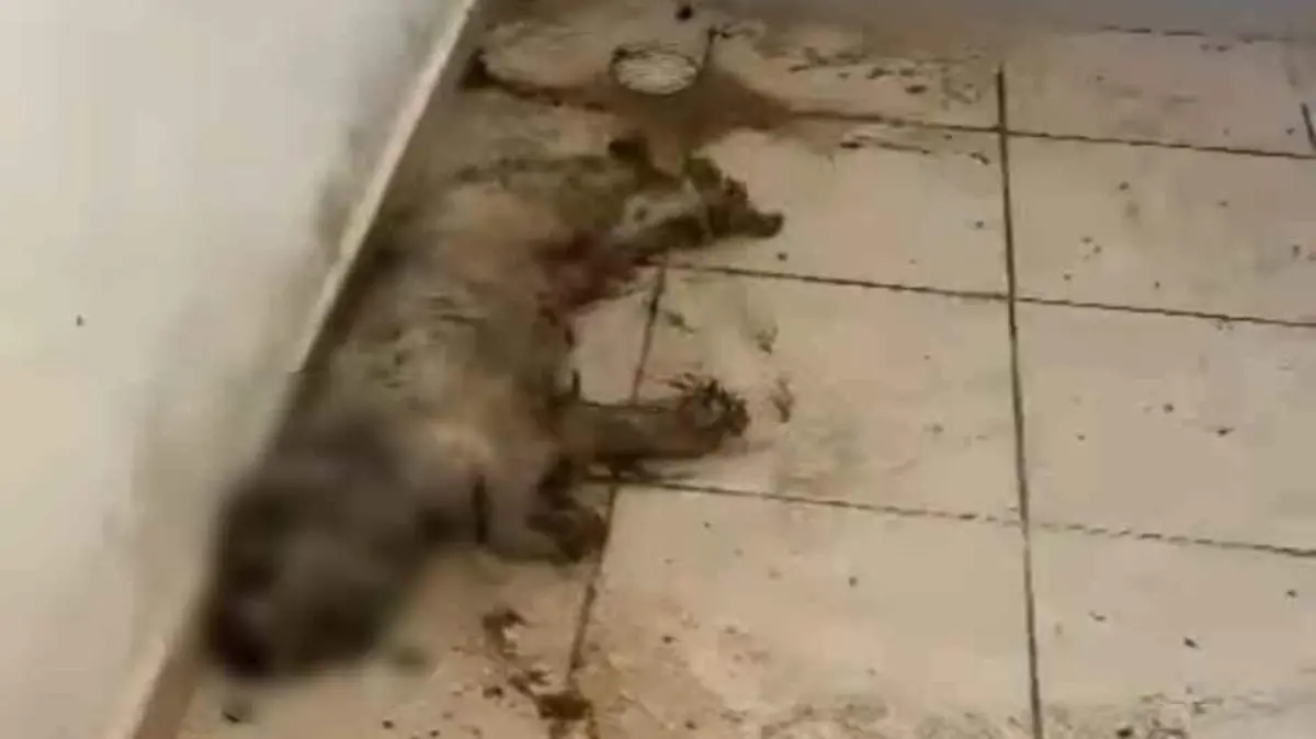 Maltrato animal en Los Cabos (1)