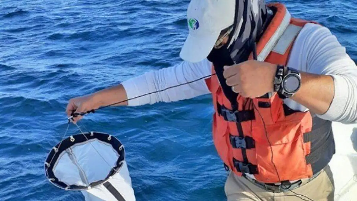 No hay contaminación en la bahía de La Paz