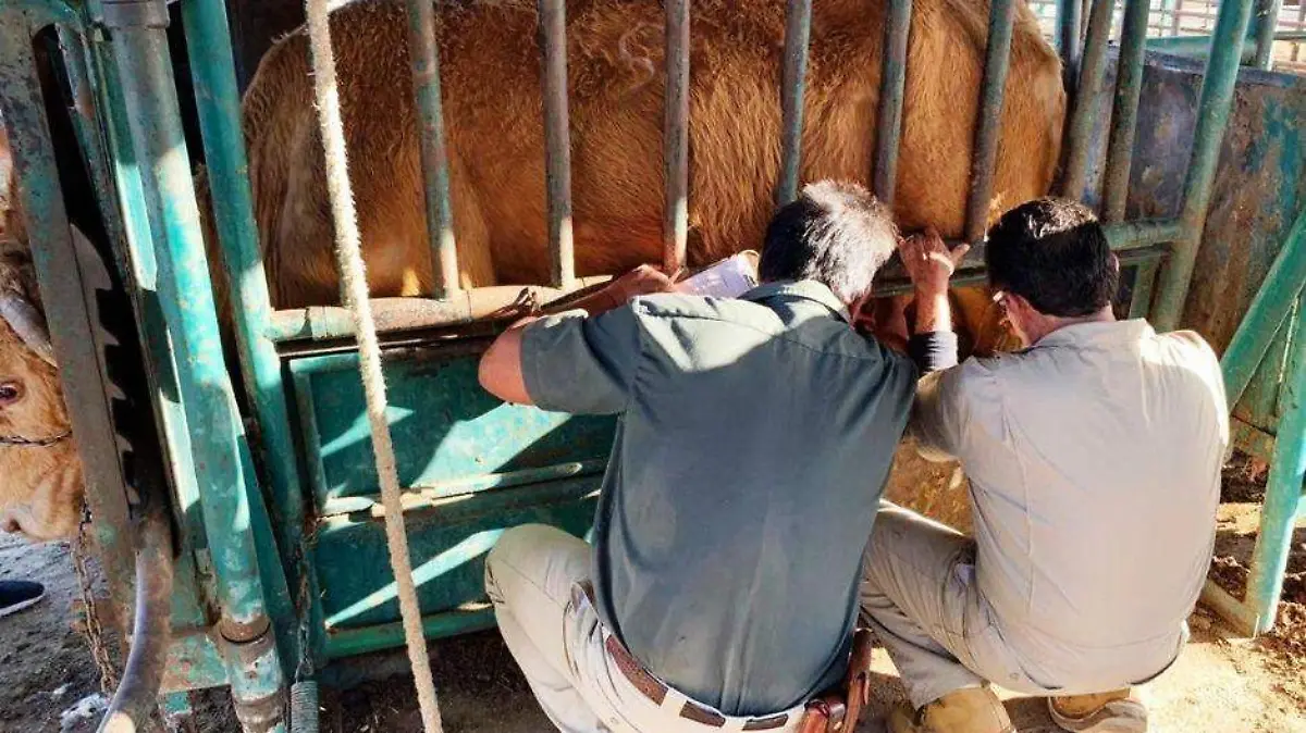 Colapso sistema salud BCS (73)