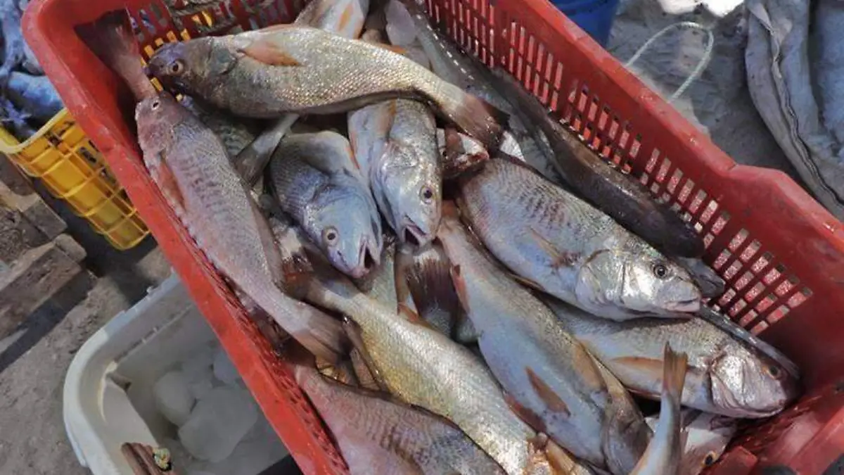 Foro pesca comerical