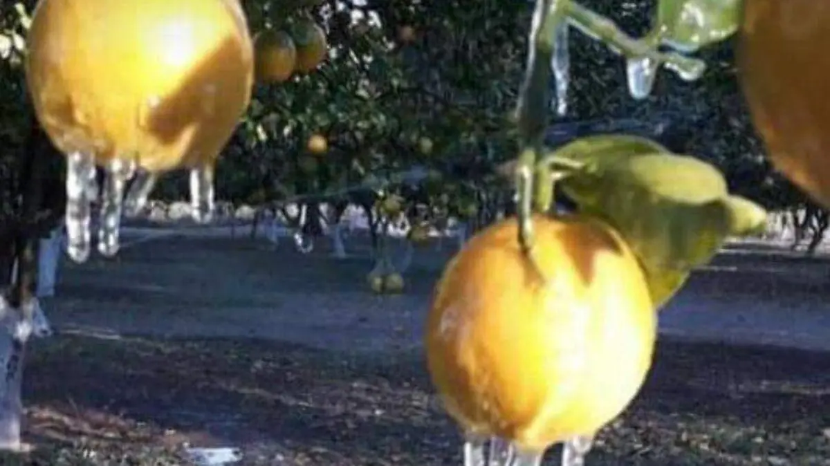 Foto - 2021-01-08T220601.822