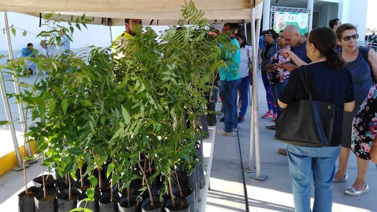 Regalarn árboles 01