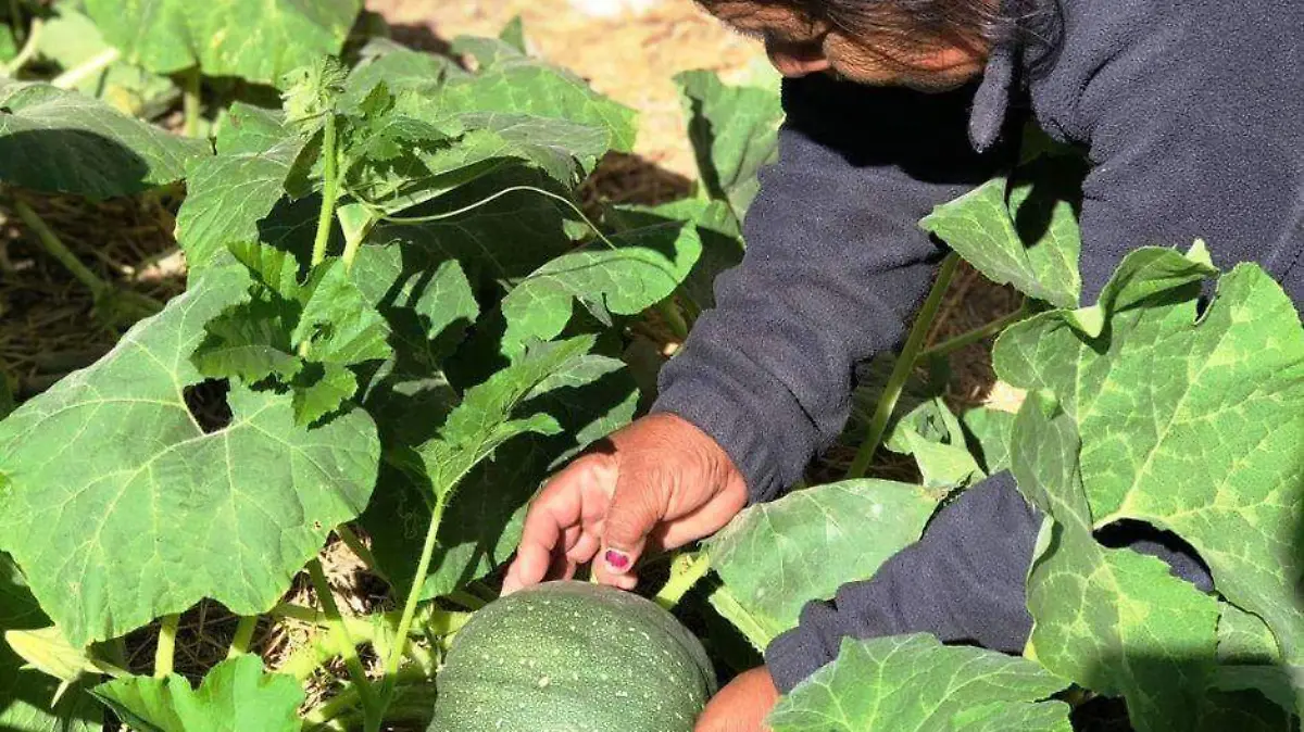 Huertos  de traspatio 