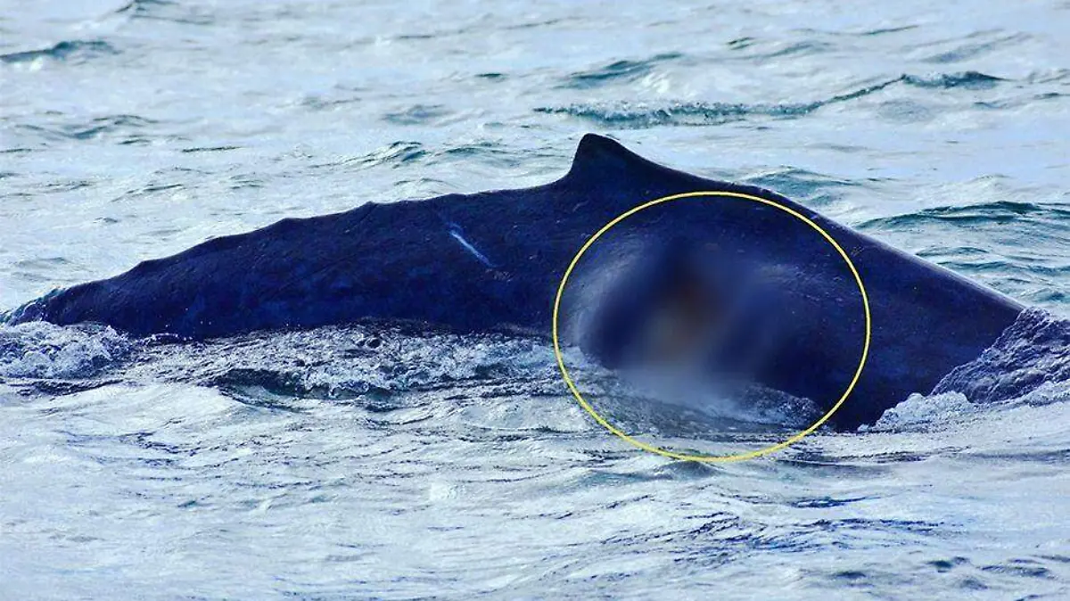 Ballena lastimada por embarcación Los Cabos