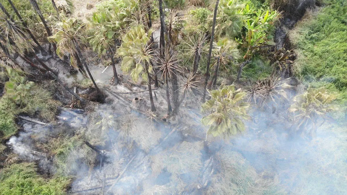 Incendio palmares Todos Santos