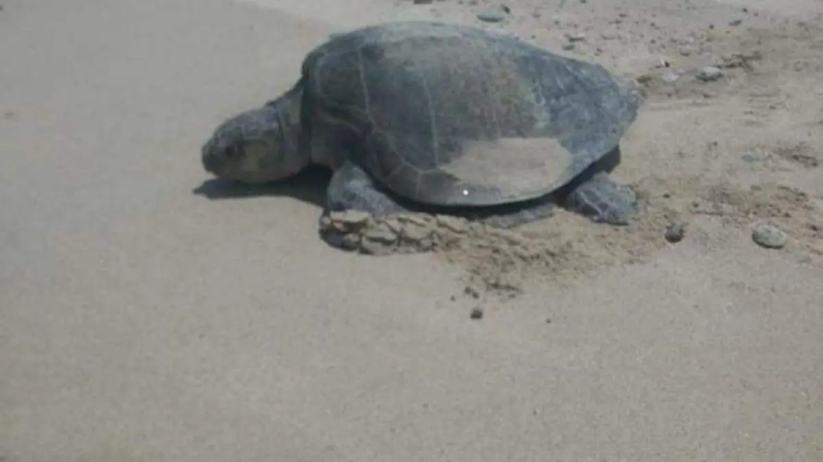Tortuga desove La Paz