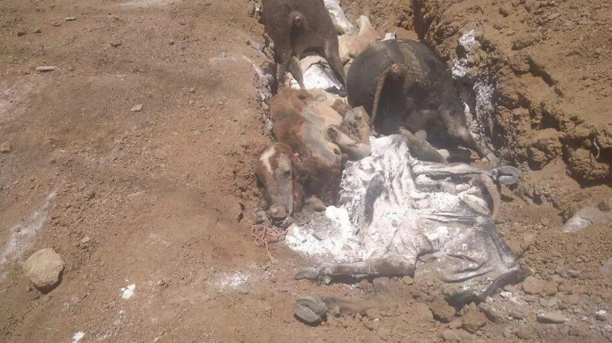 Ganado muerto San Antonio