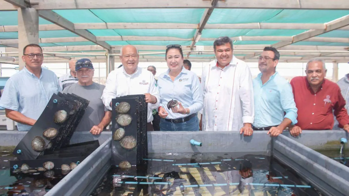 Abulón Mulegé