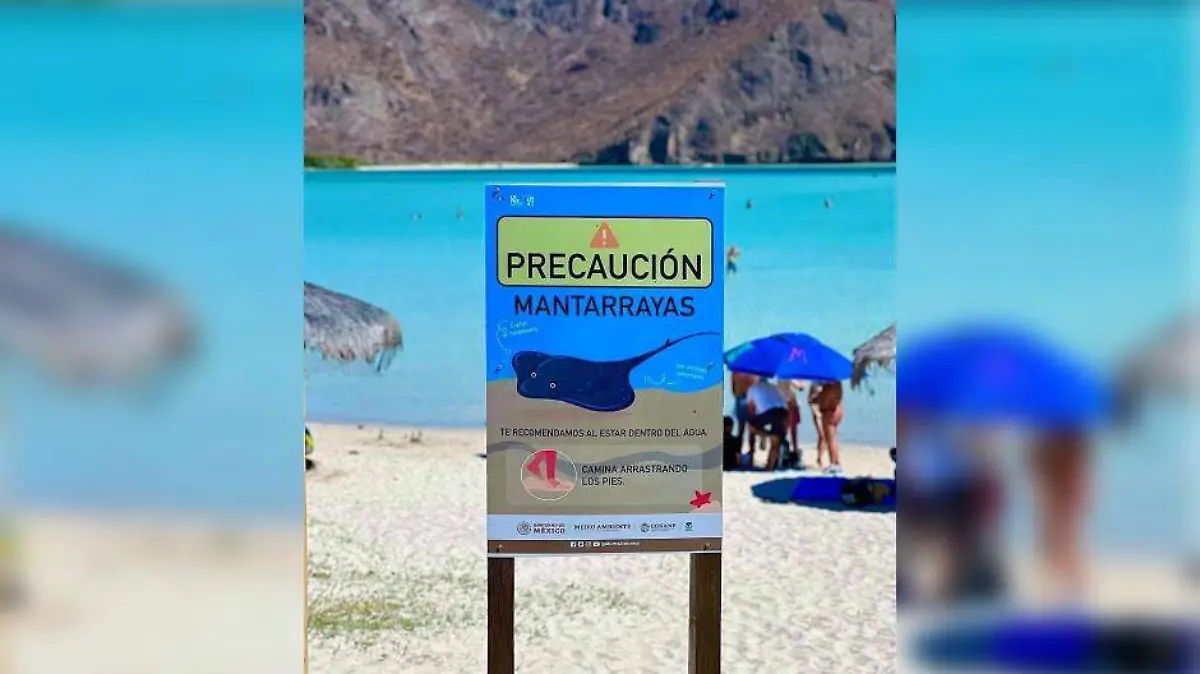 Mantarrayas en La Paz