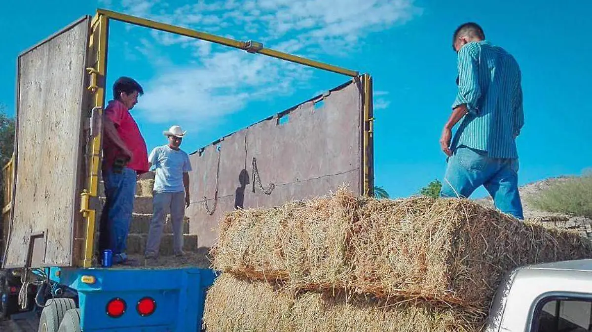 Alfalfa Los Cabos 02