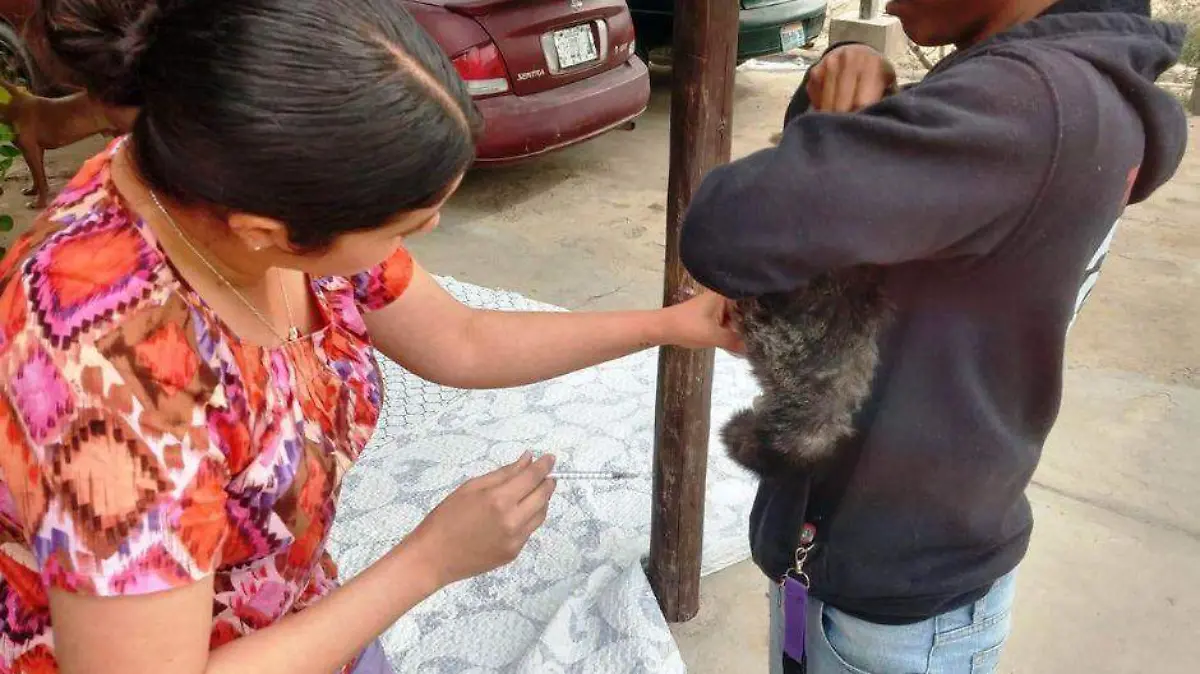 Esterilización de mascotas Todos Santos