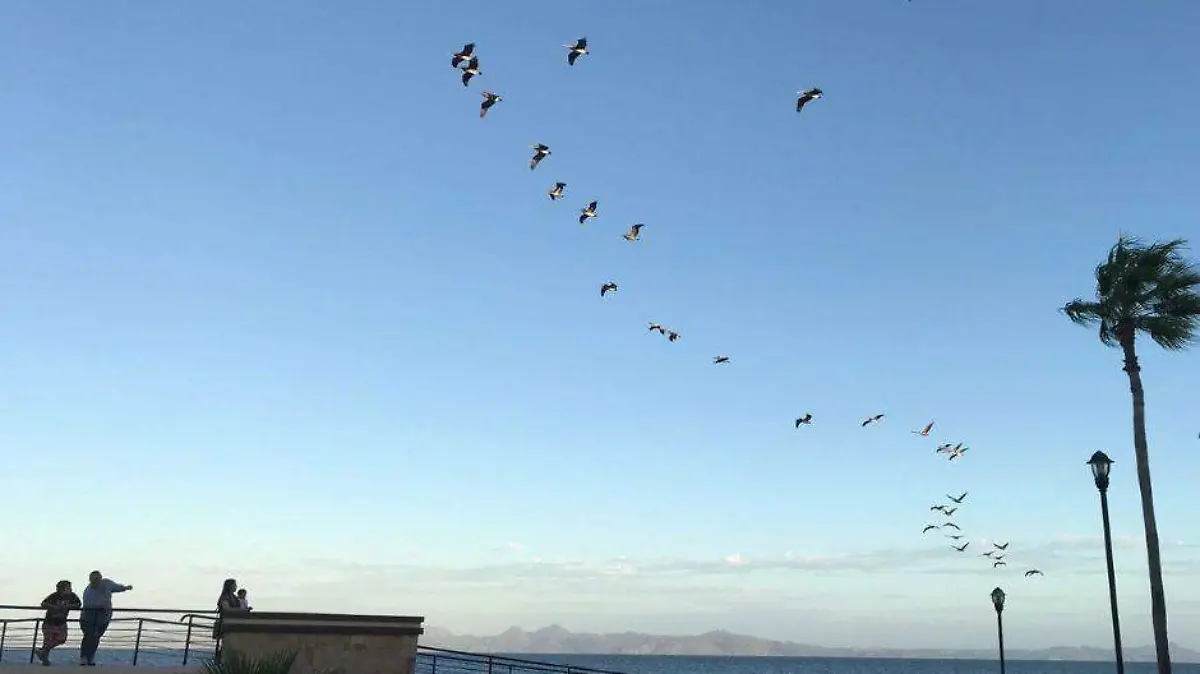 Aves muertas en el Pacifico 