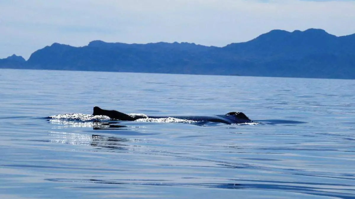 ballenas