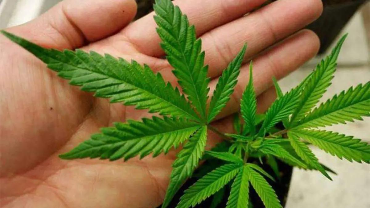 Marihuana