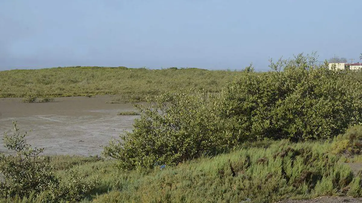 Manglar
