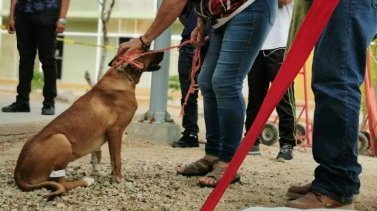 Jornada de esterilización 