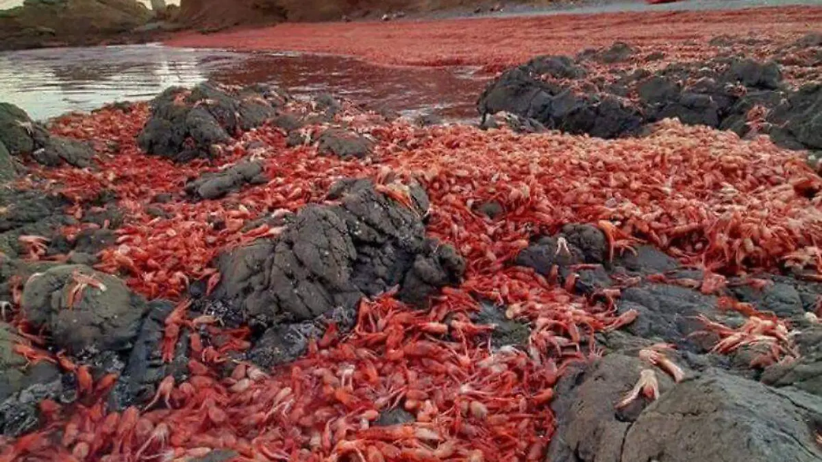 varamiento langostilla