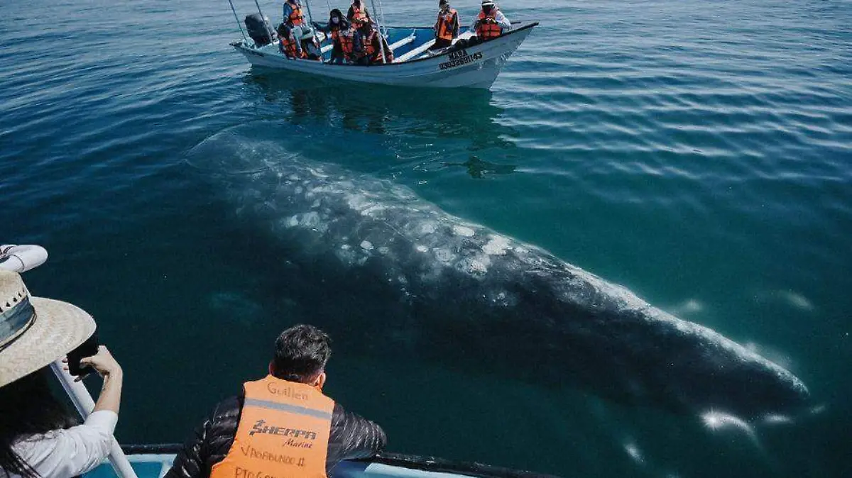 Avistamiento de Ballenas Puerto Chale