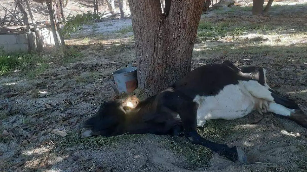 Ganado muerto