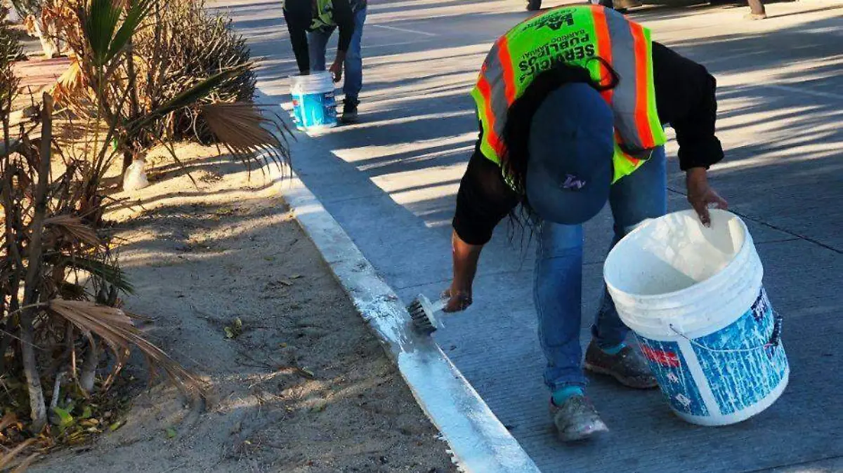 Embellecen camellones en La Paz
