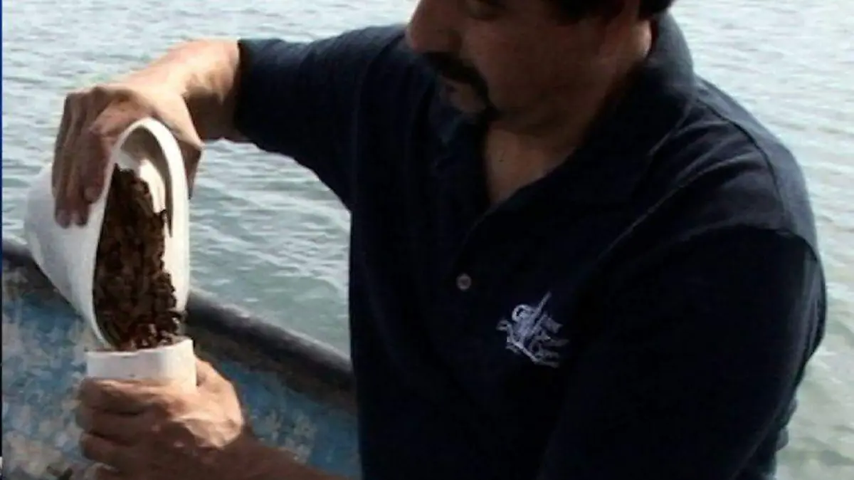 Cibnor patente carnada a base de coco