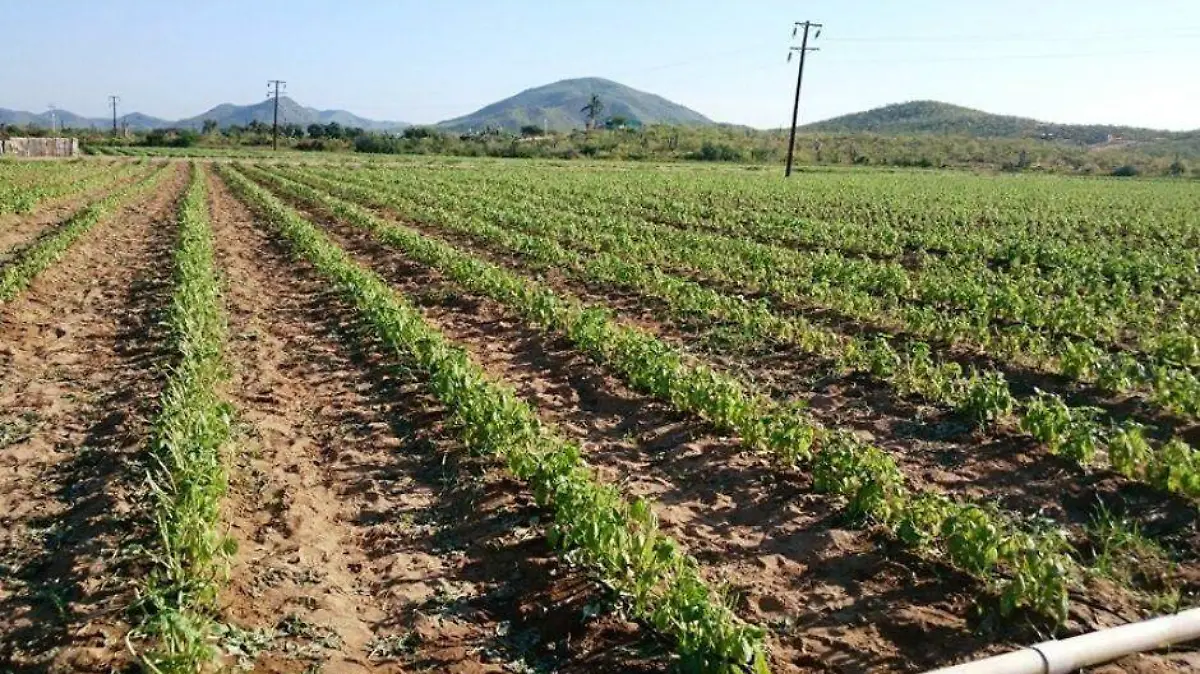 Colapso sistema salud BCS (91)