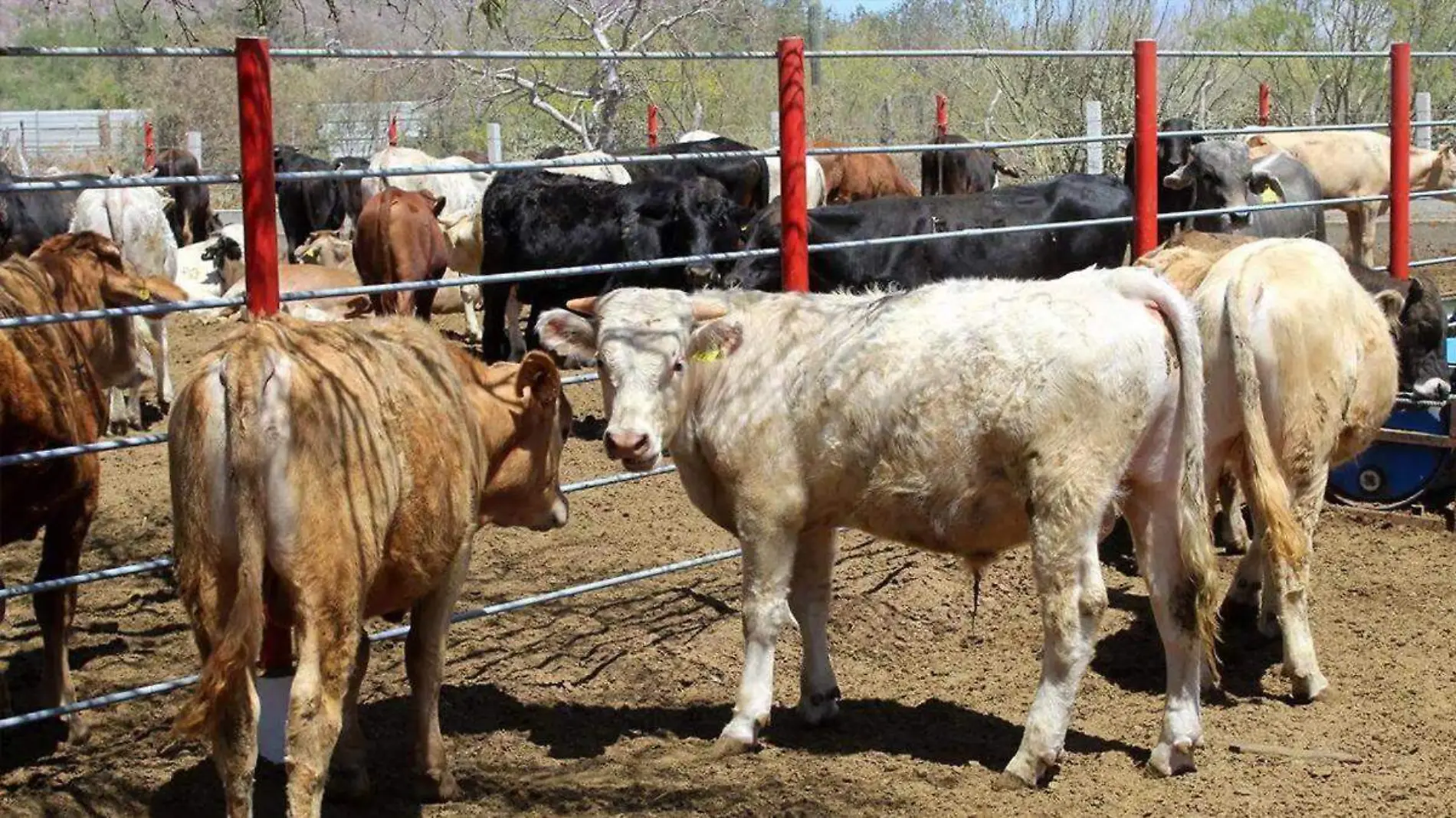 nuevos impuestos en ganaderia en baja california sur