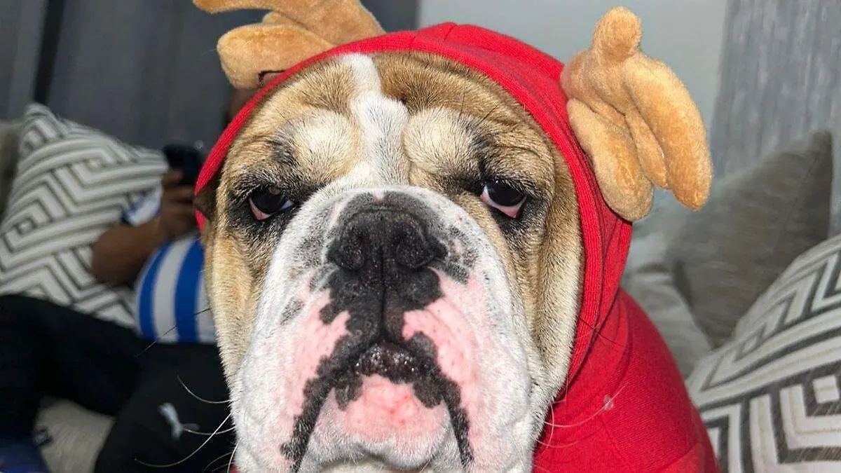 Bulldog Tony recompensa 2