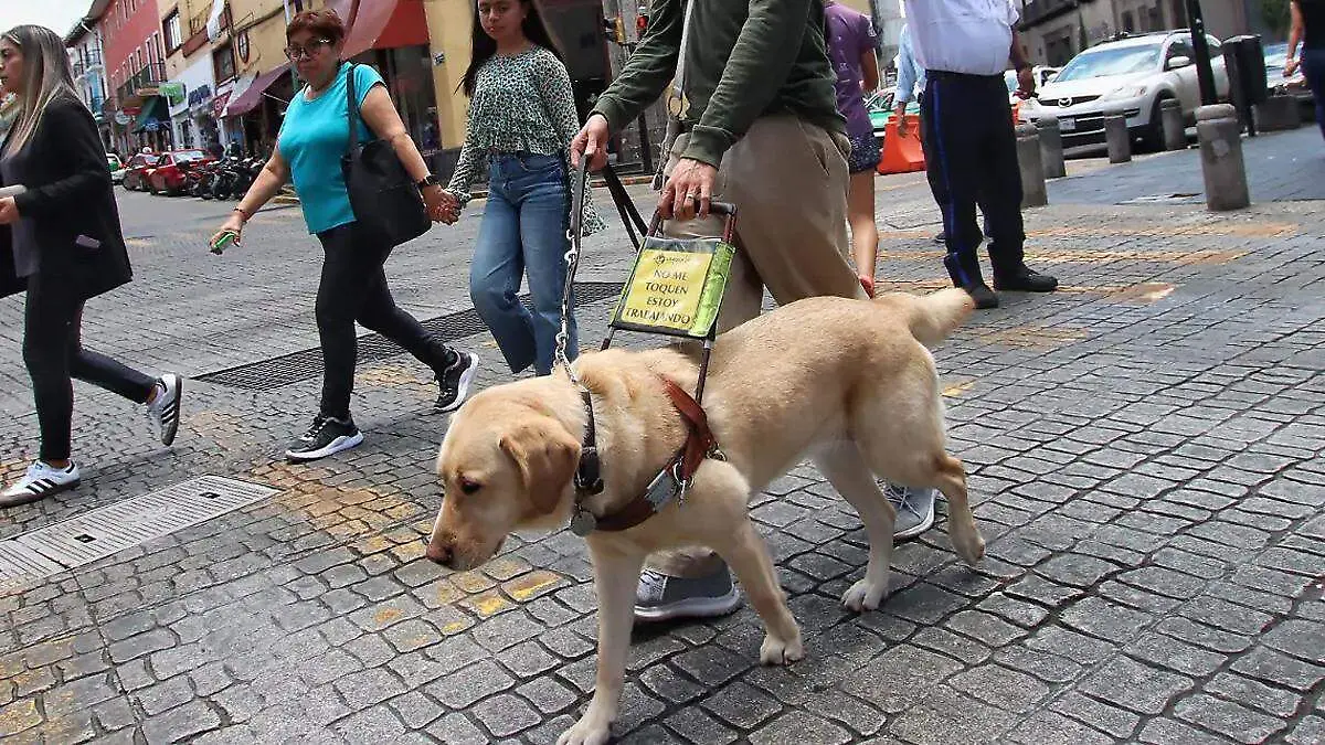 PERRO GUIA EN LA CALLE