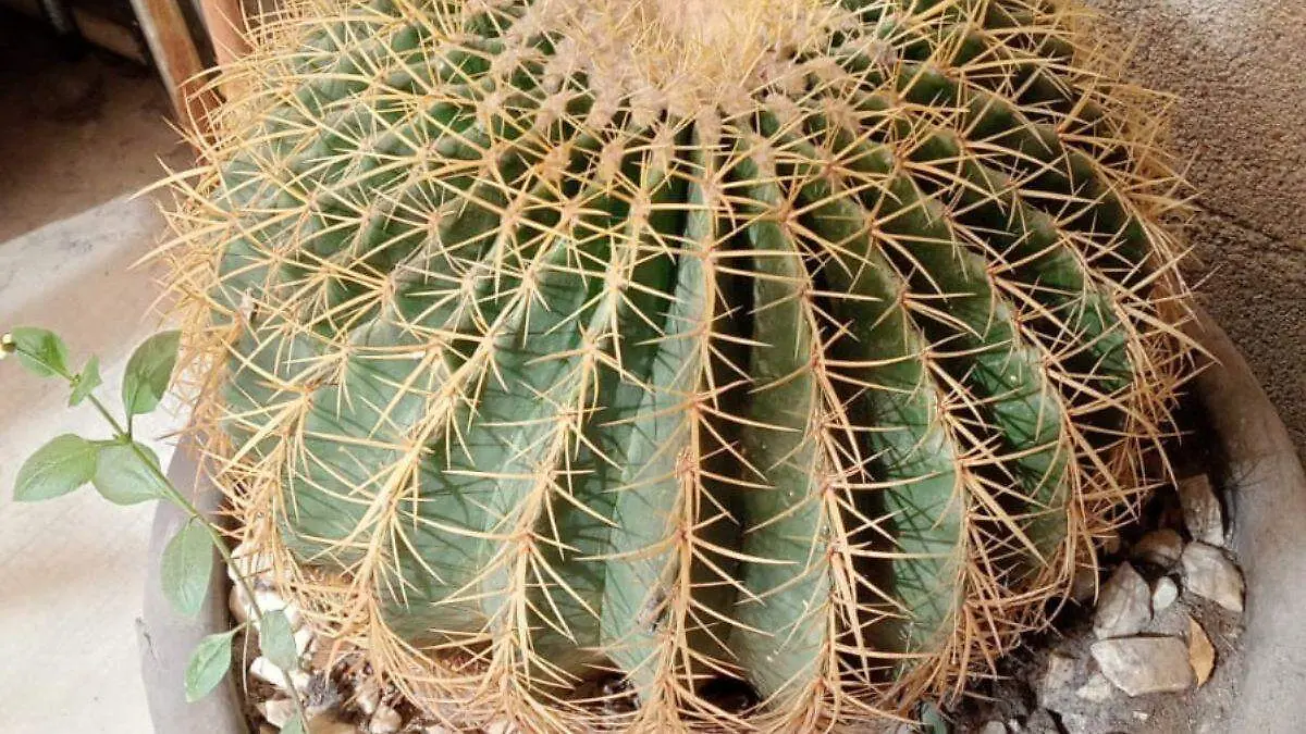 Reemplazan la bizagna por fruta y dulce