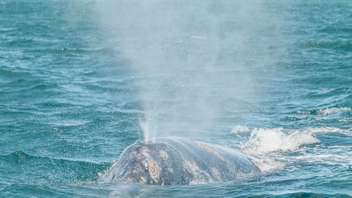 cuando es el festival de la ballena gris 