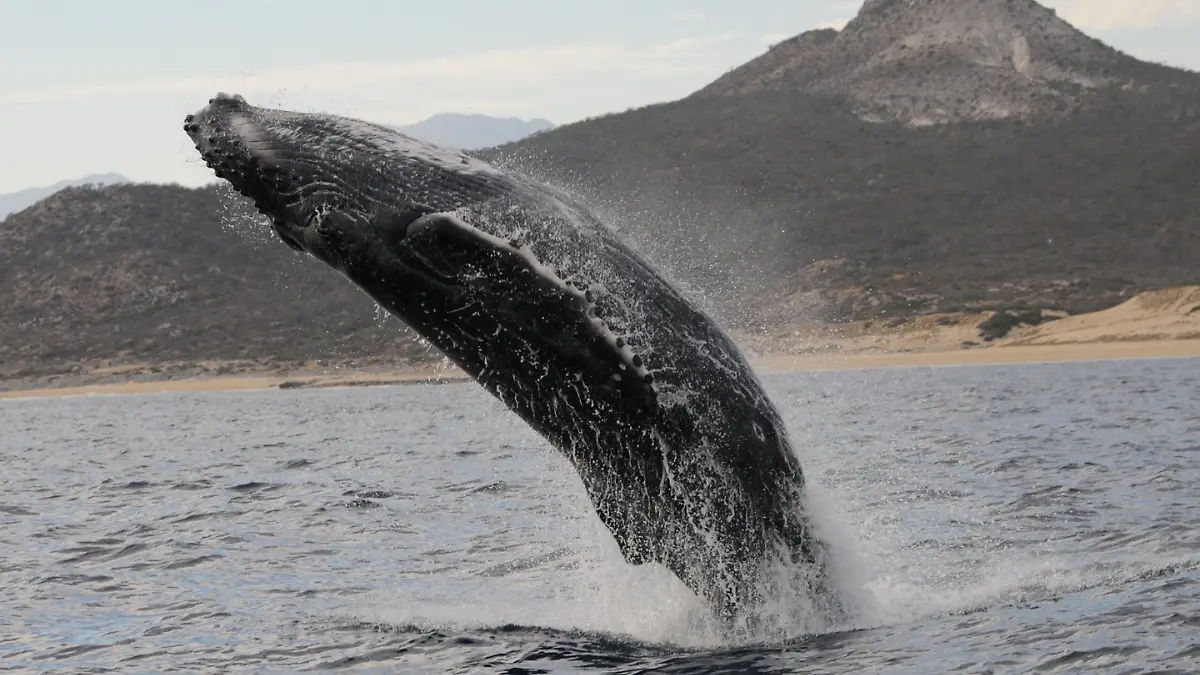 ballena jorobada donde ver en bcs 