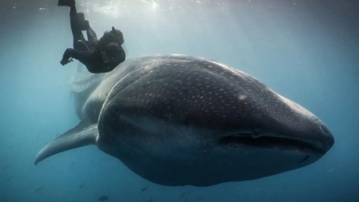 Guillaume Nery y tiburon ballena