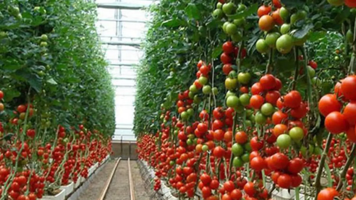 Foto - 2024-12-03T171435.827