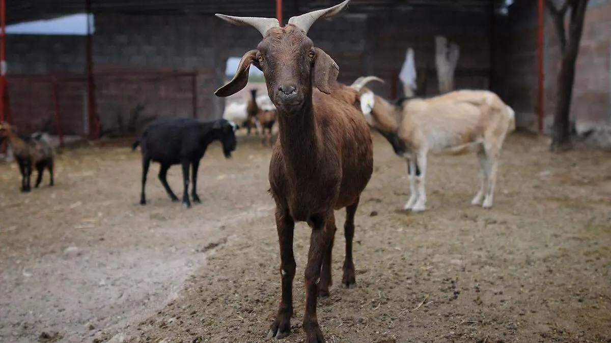 Cabras