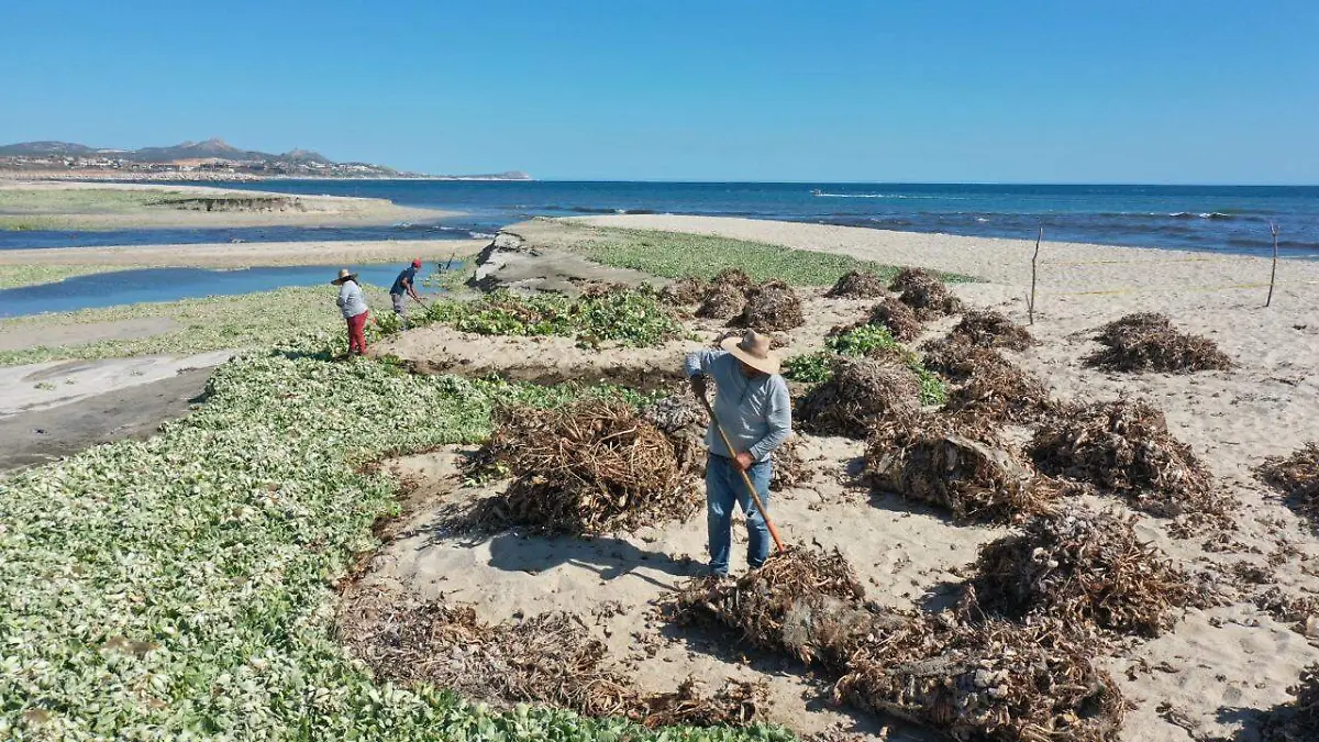 Retiran 1,600 kilos de lirio acuático del Estero de San José del Cabo