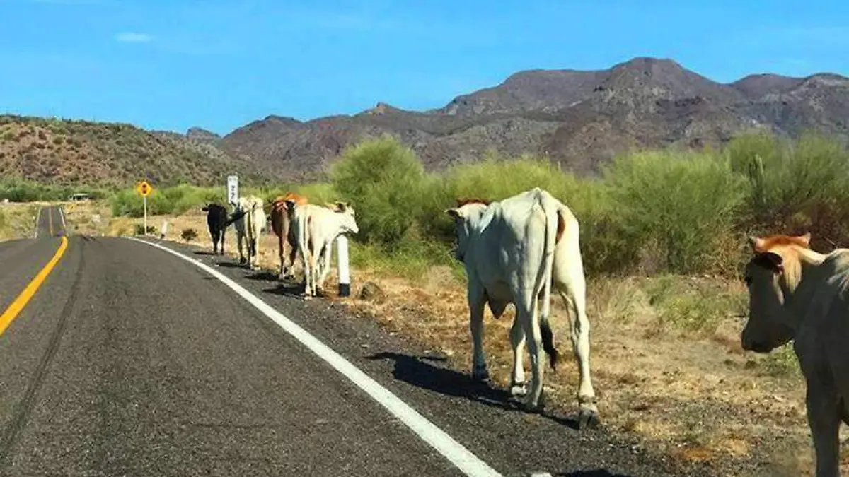 Ganado suelto carretera Los Cabos