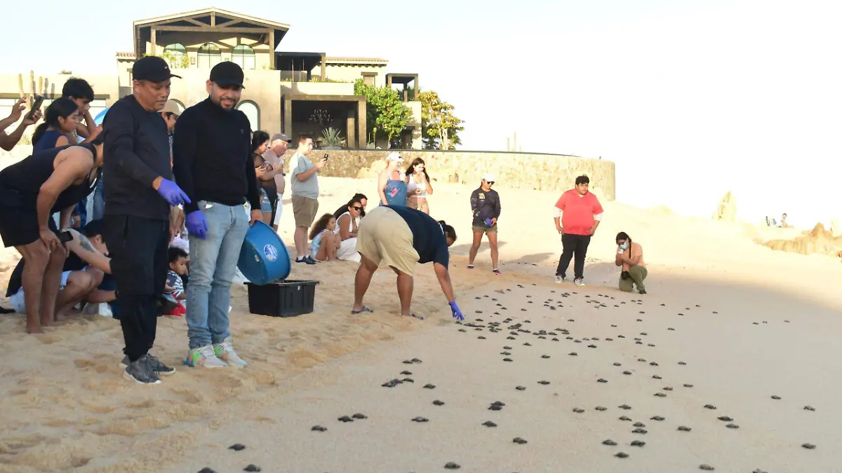 Foto liberación tortuga golfina 3