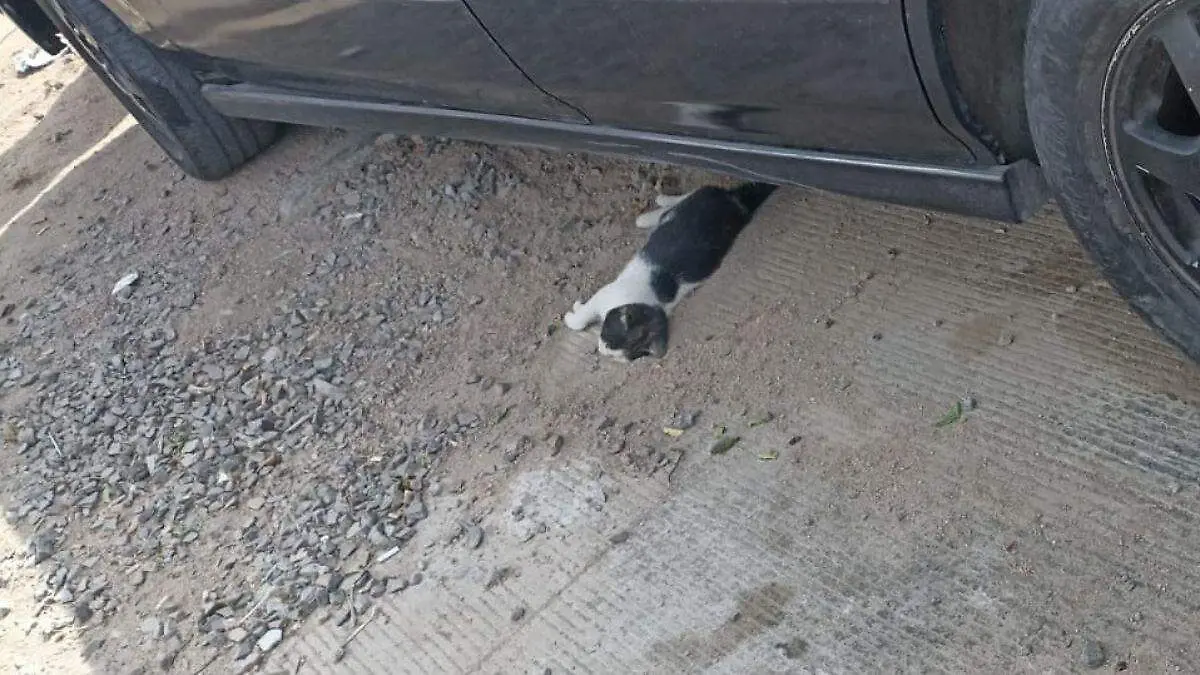 gatos envenenados en la paz