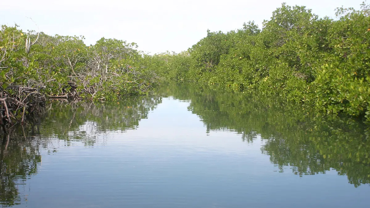 Humedales de BCS están amenazados por el desarrollo turístico y crecimiento urbano