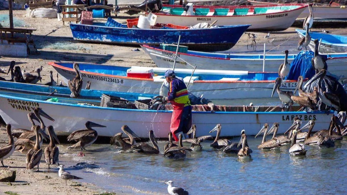Aranceles podrían afectar exportaciones sudcalifornianas a Estados Unidos