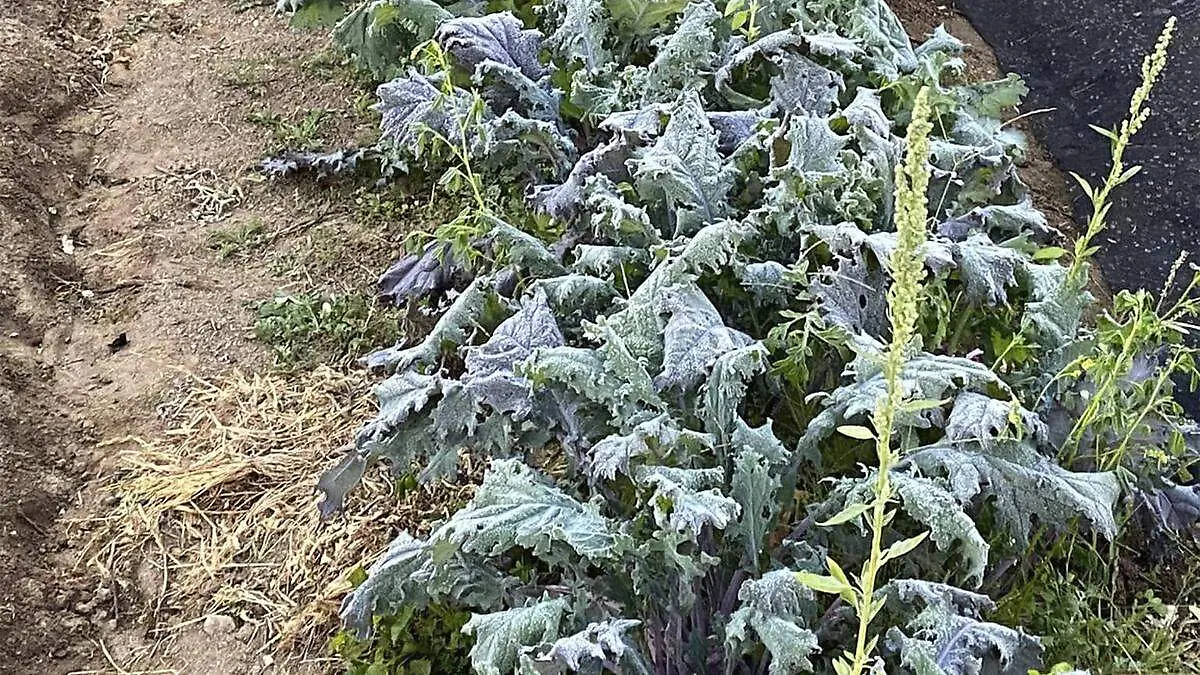 pierden cultivo por heladas en los cabos bcs 2