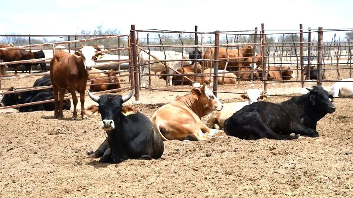 expo ganadera en san jose del cabo