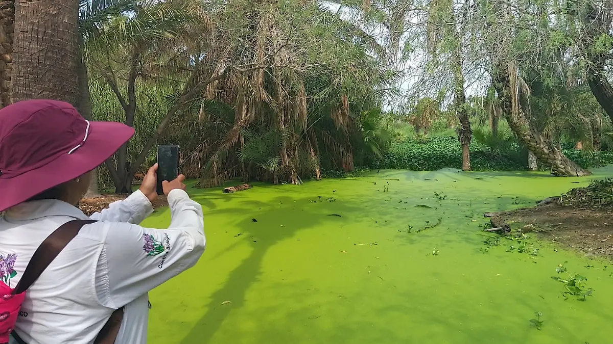estero de san jose lirio acuatico